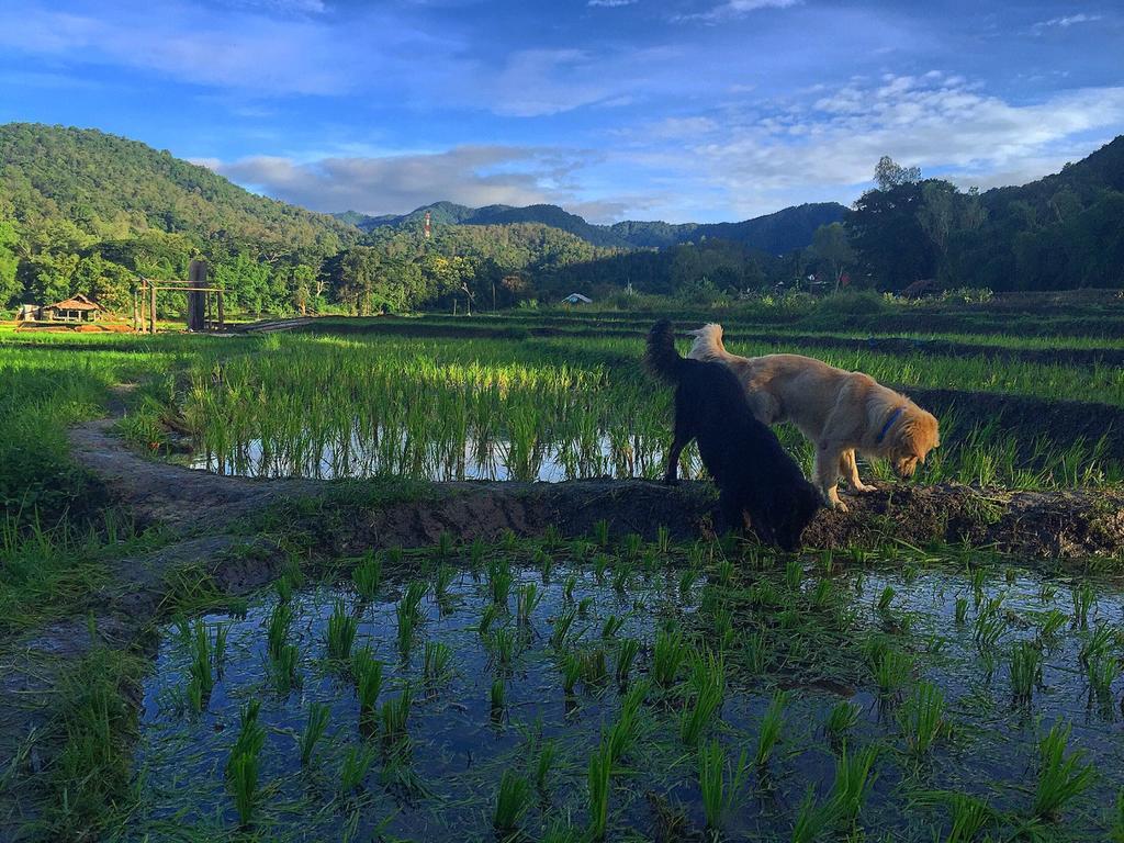 บุหลันบุรี เชียงใหม่ รีสอร์ต Hotel ภายนอก รูปภาพ